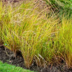Stipa arundinacea - Un feuillage flamboyant sans effort