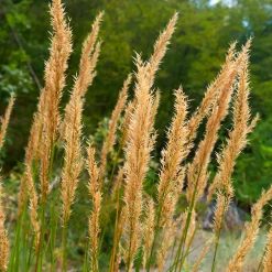 Stipe argentée Algäu - L'effet plume au jardin