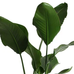 Strelitzia nicolai - Un air de jungle chez vous