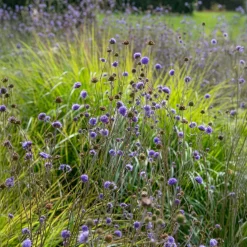 Succise des prés - Le violet qui attire les abeilles