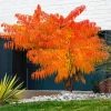Sumac de Virginie Tiger Eyes - Un feuillage qui change tout