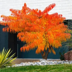 Sumac de Virginie Tiger Eyes - Un feuillage qui change tout