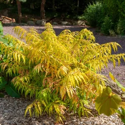 Sumac de Virginie Tiger Eyes - Un feuillage qui change tout