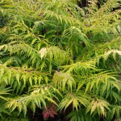 Sumac de Virginie Tiger Eyes - Un feuillage qui change tout