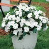 3 Sunpatiens blanc - Fleurit tout l'été sans effort