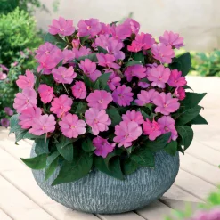 3 Sunpatiens Rose lilas - Fleurs non-stop tout l'été