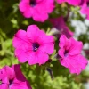 Surfinia rose - Cascade de fleurs tout l'été