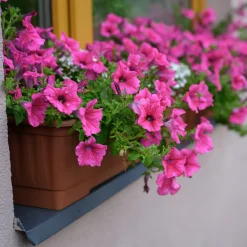 Surfinia rose - Cascade de fleurs tout l'été