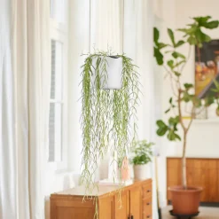 Suspension B for swing blanc ELHO - Vos plantes prennent l'air
