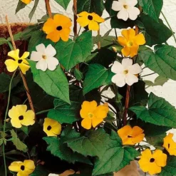 Suzanne aux yeux noirs en mélange - Un mur de fleurs vite fait