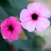Suzanne aux yeux noirs rose - Un mur fleuri en un été