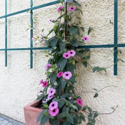 Suzanne aux yeux noirs rose - Un mur fleuri en un été