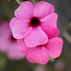 Suzanne aux yeux noirs rose - Un mur fleuri en un été