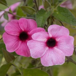 Suzanne aux yeux noirs rose - Un mur fleuri en un été
