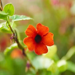 Suzanne aux yeux noirs Sunny Susy® Brownie - Un mur fleuri en un été