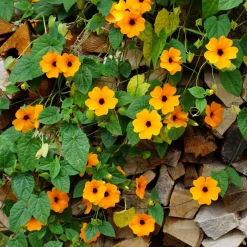 Suzanne orange aux yeux noirs - Grimpe vite, fleurit tout l'été