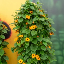 Suzanne orange aux yeux noirs - Grimpe vite, fleurit tout l'été