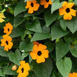 Suzanne orange aux yeux noirs - Grimpe vite, fleurit tout l'été