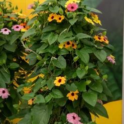 3 Suzannes aux yeux noirs en mélange - Le mur fleuri en un été