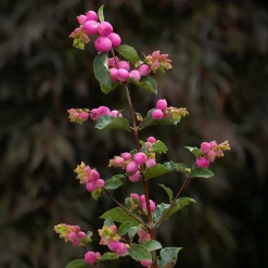 Symphorine Sofie - Des perles roses tout l'automne