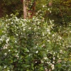 Symphorine White Hedge - Perles blanches tout l'hiver