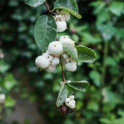 Symphorine White Hedge - Perles blanches tout l'hiver