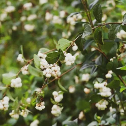 Symphorine White Hedge - Perles blanches tout l'hiver