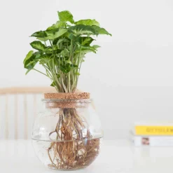 Syngonium et son ampoule vase - Illumine vos petits espaces lumineux