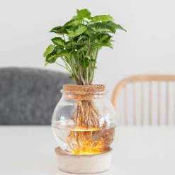 Syngonium et son ampoule vase avec LED - Parfaite pour les espaces lumineux