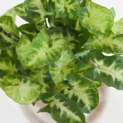 Syngonium - Feuillage flèche déco express