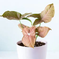 Syngonium Neon - Le feuillage rose déco