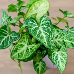Syngonium panaché Patte d'oie - Feuillage panaché déco