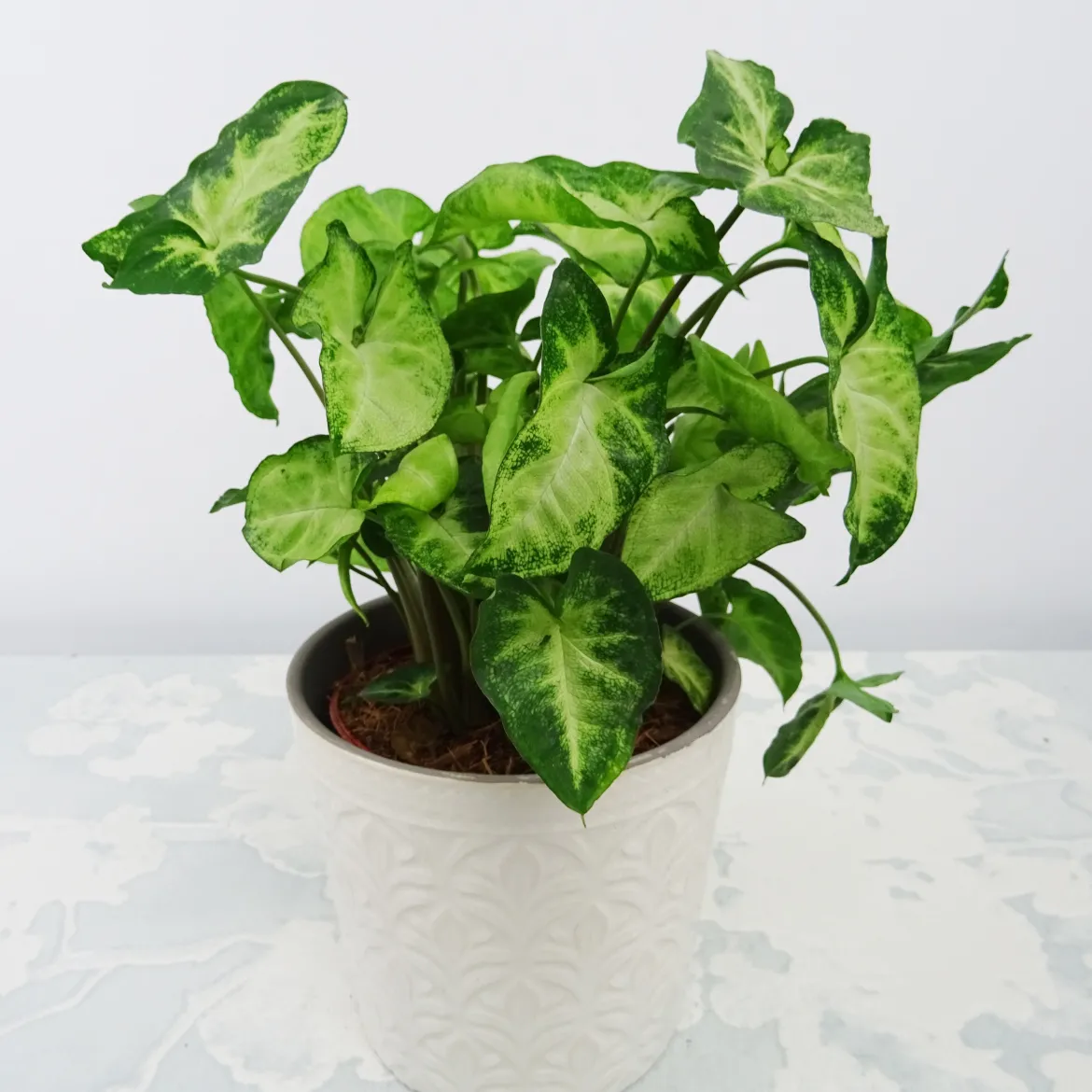 Syngonium Pixie + cache pot blanc 14 cm. - Feuillage décoratif