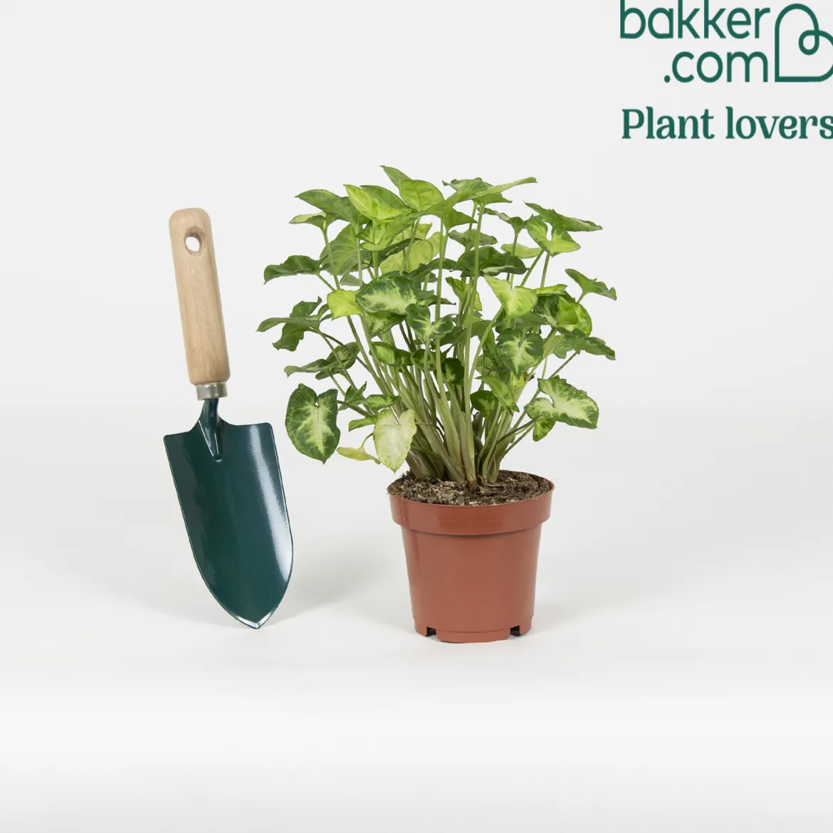 Syngonium 'Pixie' - Le mini qui change tout