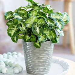 Syngonium 'Pixie' - Le mini qui change tout