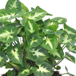 Syngonium 'Pixie' - Le mini qui change tout