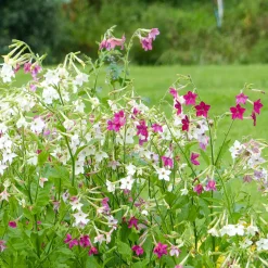 Tabac d'ornement en mélange - Des fleurs parfumées tout l'été