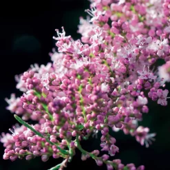 Tamaris de Printemps - Nuage rose au jardin
