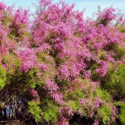 Tamaris de Printemps - Nuage rose au jardin