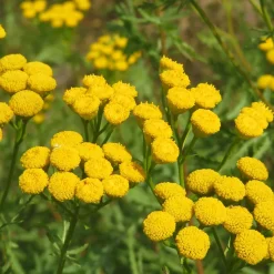 Tanaisie commune - Boutons d'or au jardin