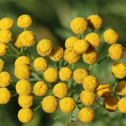 Tanaisie commune - Boutons d'or au jardin