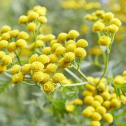 Tanaisie commune - Boutons d'or au jardin