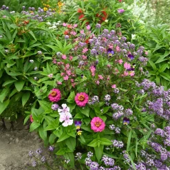 Tapis de fleurs spécial jardinières - Des fleurs sans effort
