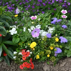 Tapis de fleurs spécial jardinières - Des fleurs sans effort