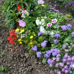 Tapis de fleurs spécial jardinières - Des fleurs sans effort