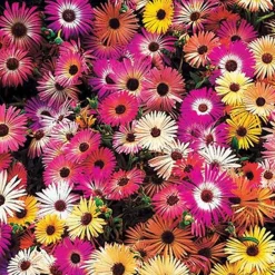 5 Tapis de graines Massif ensoleillé - Un massif fleuri sans effort