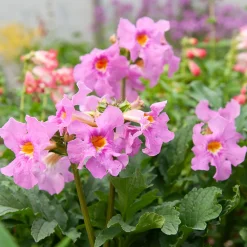 4 Terreurs des taupes blanches et roses - Incarvillea delavayi - Fleurs exotiques, taupes en fuite