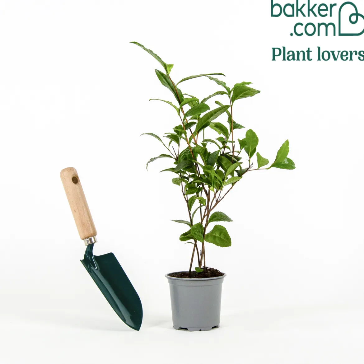 Théier - Votre thé maison, plante déco