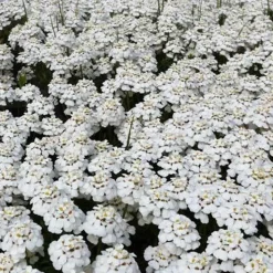 Thlaspi toujours vert Schneeflocke Corbeilles d'argents - Un tapis blanc au printemps