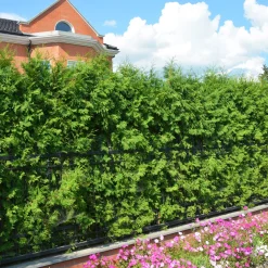 Thuja d'occident Brabant - Une haie dense en un rien de temps